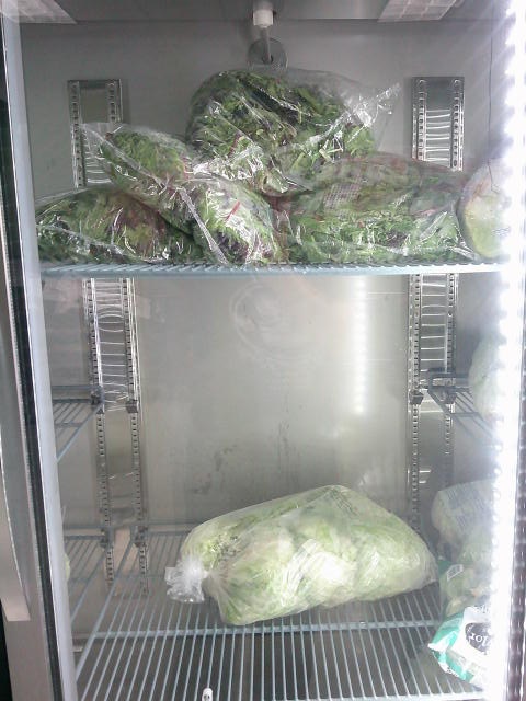 Two kinds of lettuce on top and middle shelf of a fridge.